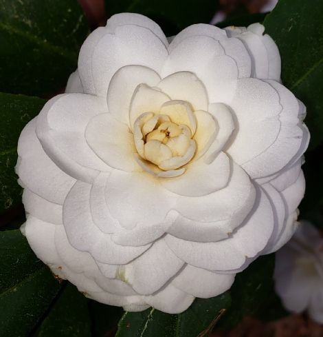 Snow White Camellia, Camellia japonica 'Snow White'
